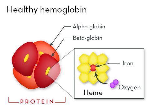 Hemoglobin Disorders