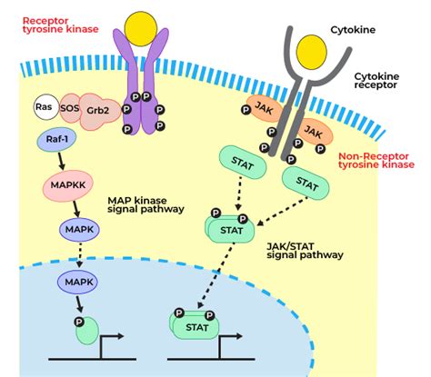 Receptor Tyrosine Kinase Pathway