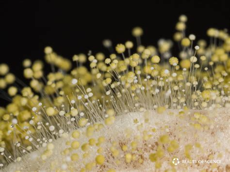 The Rise of Molds: Dive into the Microscopic Landscape of Growing Fungi ...