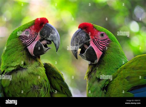 buffon's macaw, buffons macaw (Ara ambigua), couple, Costa Rica Stock ...