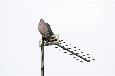 Antenna - aerial,house,residential building,television aerial,white background - free image from ...