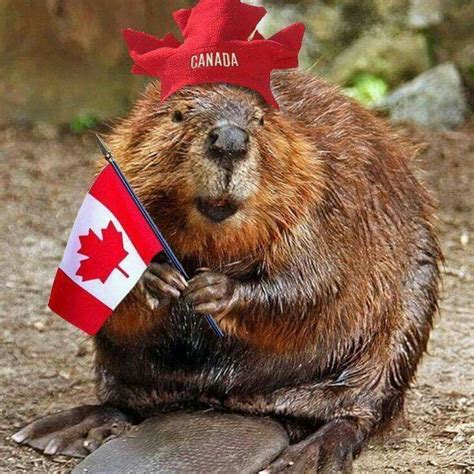 Pin by Diane Demurak on Canada | Canada funny, Canada day, Canadian animals