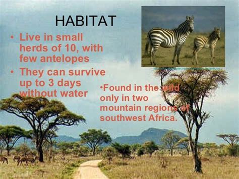 Israbi: Zebras Habitat Facts