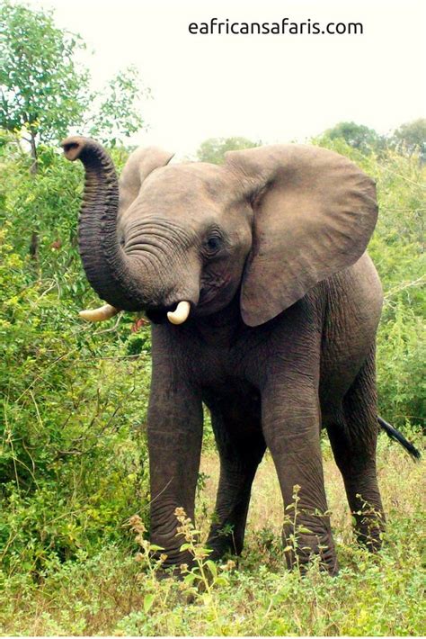 Safari Holidays in Kenya - what to expect - Going on Safari | Elephants ...