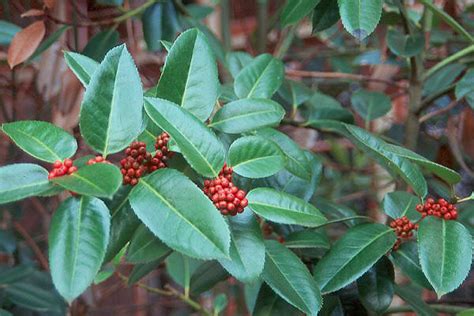 Ilex latifolia | Landscape Plants | Oregon State University