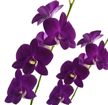 Blue Dyed Dendrobium Orchid: Perfect For Weddings & Events