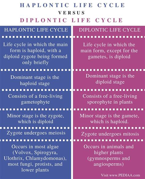 Difference Between Haplontic and Diplontic Life Cycle - Comparison ...