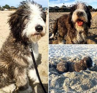 What Colors do Bernedoodles Come In? | Utah Bernedoodles