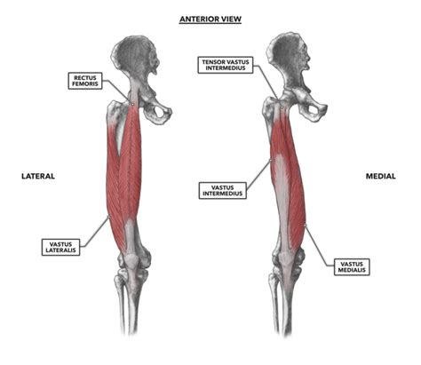 CrossFit | Knee Musculature, Part 1: Anterior Muscles