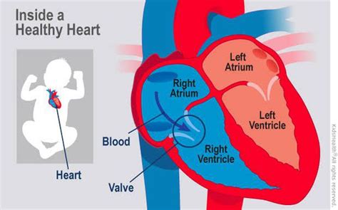 Atria and Ventricles - MEDizzy