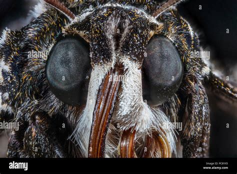 Moth eyes hi-res stock photography and images - Alamy