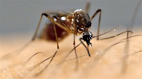 Why are Mosquitoes attracted to me?! | WordlessTech