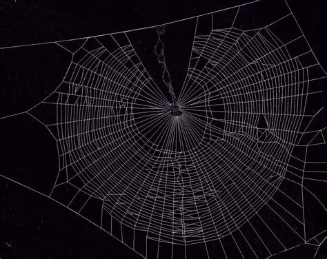 Spiderweb Background - WallpaperSafari