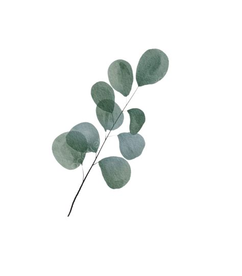 Eucalyptus Watercolor Textured Leaves Green Illustration, Watercolor ...