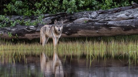 Wildlife photographers capture images of rare Vancouver Island coastal ...