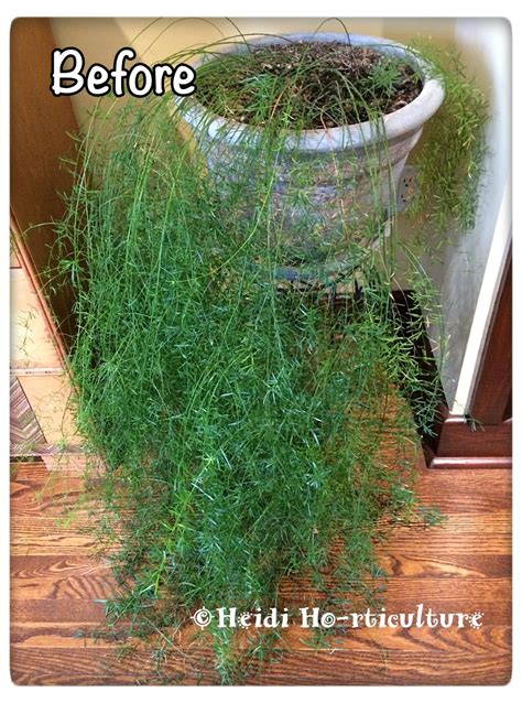 Heidi Horticulture: Indoor Asparagus Fern Plant - Asparagus densiflorus "Sprengeri"