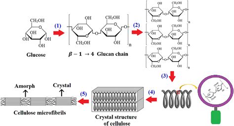 Schematic representation of cellulose synthesis steps in organisms... | Download Scientific Diagram