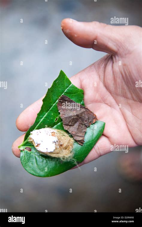 Betel Nut preparation ready for consumption, Banaue, Philippines Stock ...