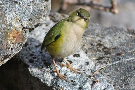 Rotorua Now - Bird of the year: Top two vie for victory - Rotorua's News First