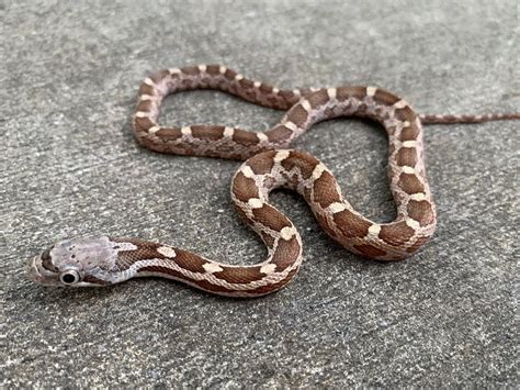 Texas Ratsnake for Sale | Snakes at Sunset