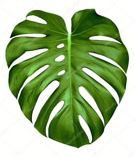 Descargar - Hoja monstera — Imagen de stock #5571787 | Foglia stencil ...