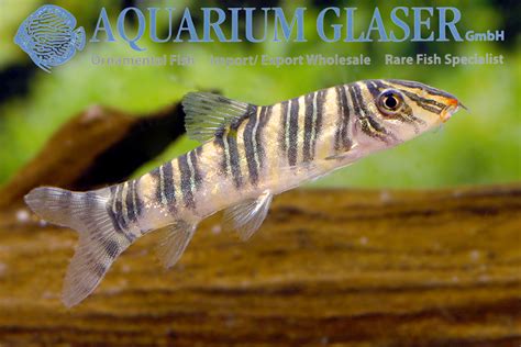 Botia striata - Aquarium Glaser GmbH