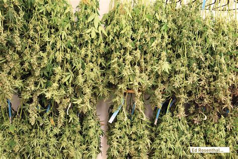 Four Options for Small-Scale Drying and Curing of Cannabis — Ed Rosenthal