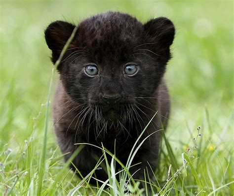 Black Panther Cub - Cats Photo (36308696) - Fanpop