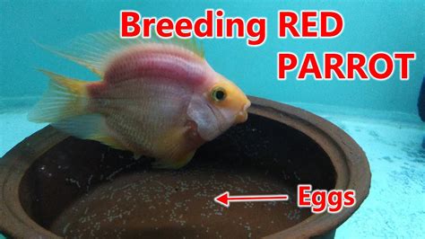 Breeding of Red Parrot Cichlid (2nd spawning) - Part 1 - YouTube