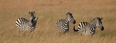 The Zebra | Wildlife Guide