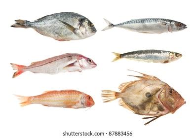 Collage Different Types Raw Fish On Stock Photo 2287530897 | Shutterstock