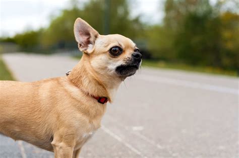 Top 5 Apple Head Chihuahua Breeders in the U.S.