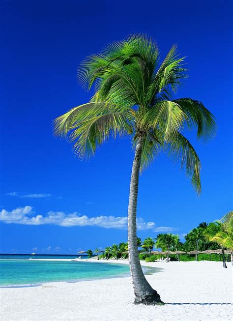 Real Palm Tree on The Beach images