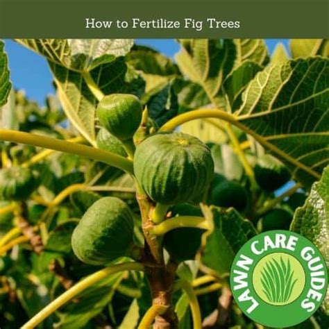 Best Fig Tree Fertilizers & Growers Guide (2022 Edition) - Lawn Desire