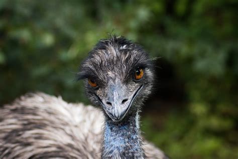 Affectionate Emu Surprises People by Sitting in His Human Mom's Lap and Asking for Love