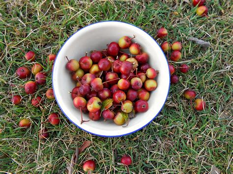 Crab Apples, Spiced Currant Porridge, and Time to Rest - ramblingtart