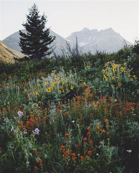 wildflowers | Landscape photography nature, Nature photography ...