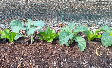 Spacing and interplanting for broccoli, cauliflower, and cabbage - Greg Alder's Yard Posts ...