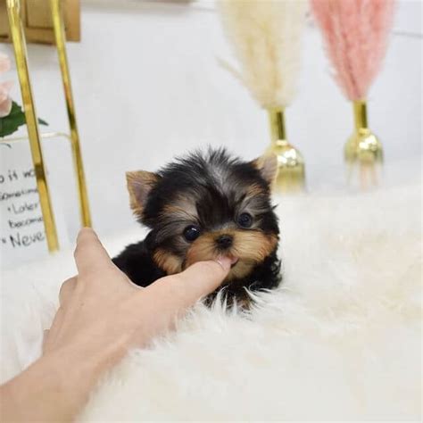 Marry - Female Teacup Yorkie - Mini Teacup Puppies, INC