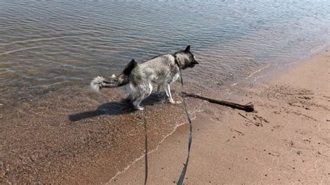 Wet Shaking Husky Dog GIF | GIFDB.com