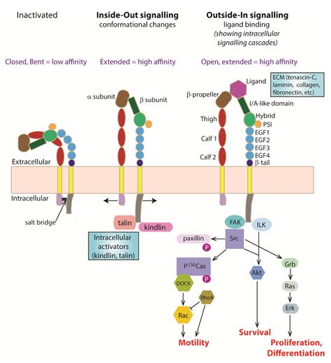 Cells | Free Full-Text | Integrin Activation: Implications for Axon ...