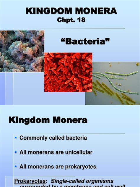 Kingdom Monera | PDF | Archaea | Bacteria