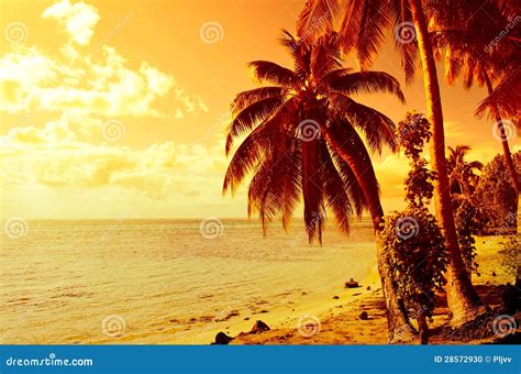 Tropical Coconut Palm Tree Sunset Stock Photo - Image of bora, moorea ...