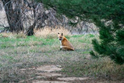 Red Fox eating a mouse stock image. Image of wildlife - 277478571