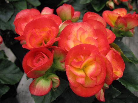 Grow Flowering Begonias In Winter