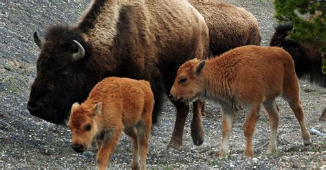 Government agencies to cull up to 900 Yellowstone bison - CBS News