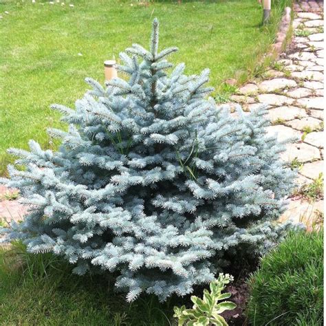 Online Orchards 1 Gal. Baby Blue Spruce Shrub With Silvery Turquoise ...