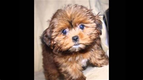 Watch a Shorkie puppy grow :-) - YouTube