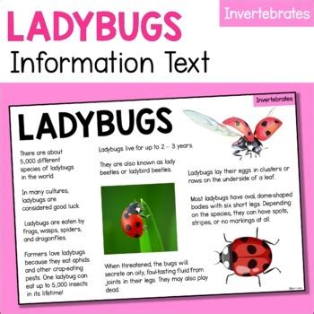 Ladybug Information Text – Animal Facts about Ladybugs - Invertebrates