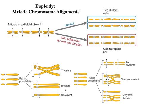 Chromosome Mutation Mutations change: 1) Amount of genetic material - ppt download